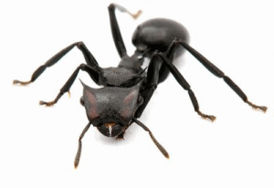 ant.